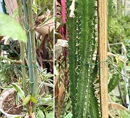 植物固定